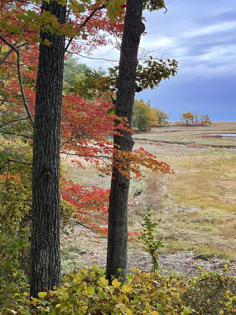 Eva M. Capobianco • <em>Rachel Carson National Wildlife Refuge</em> • Digital print • 12″× 15″ • $125.00