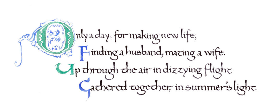 Timothy Nelson Hoy with Margaret Nelson • <em>Mayfly Dance, verse 4</em> • Calligraphy by Timothy, Words by Margaret • 10″× 8″ • $100.00