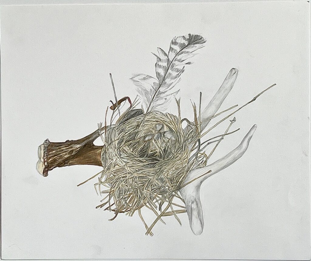 Diane McPherson • <em>Nest with Antler</em> • Graphite, colored pencil on paper • 17″× 14″ • NFS