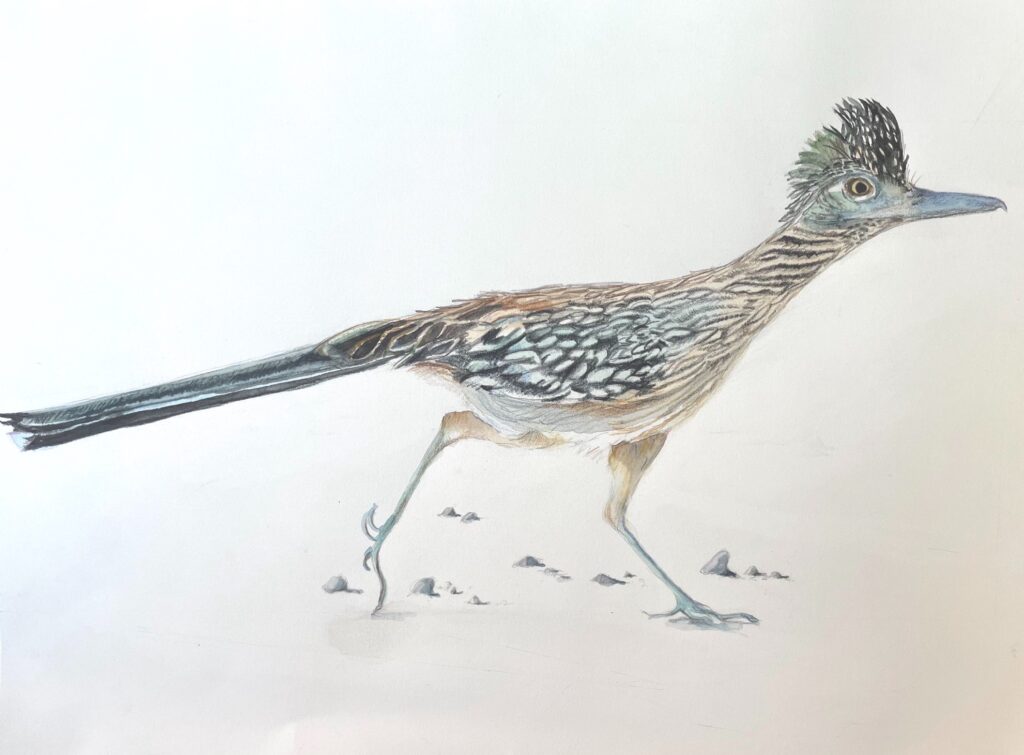 Marie Sanderson • <em>A Roadrunner Named Trouble</em> • Watercolor and watercolor pencil on Arches hot press paper • 16″× 11″ • $300.00<a class="purchase" href="https://state-of-the-art-gallery.square.site/product/marie-sanderson-a-roadrunner-named-trouble/3467" target="_blank">Buy</a>