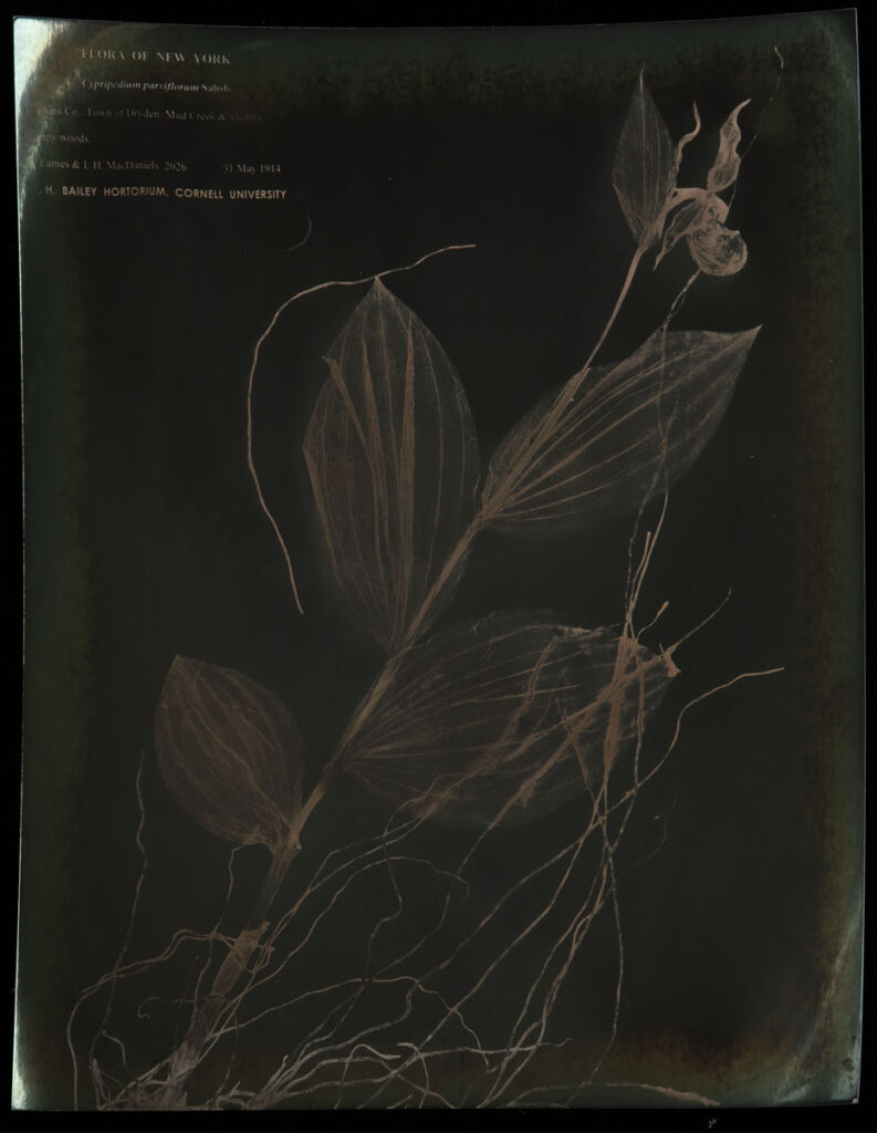 Christine Chin • <em>Rare in NY: Cypripedium parviflorum, Collected on May 31, 1914 in the town of Dryden, Tompkins Co, NY by A.J. Eames and L.H. McDaniels (Image courtesy of the NYBG Steere Herbarium, NY barcode 03996582)</em> • Unique chromoskedasic silver print • 16″× 20″ • NFS