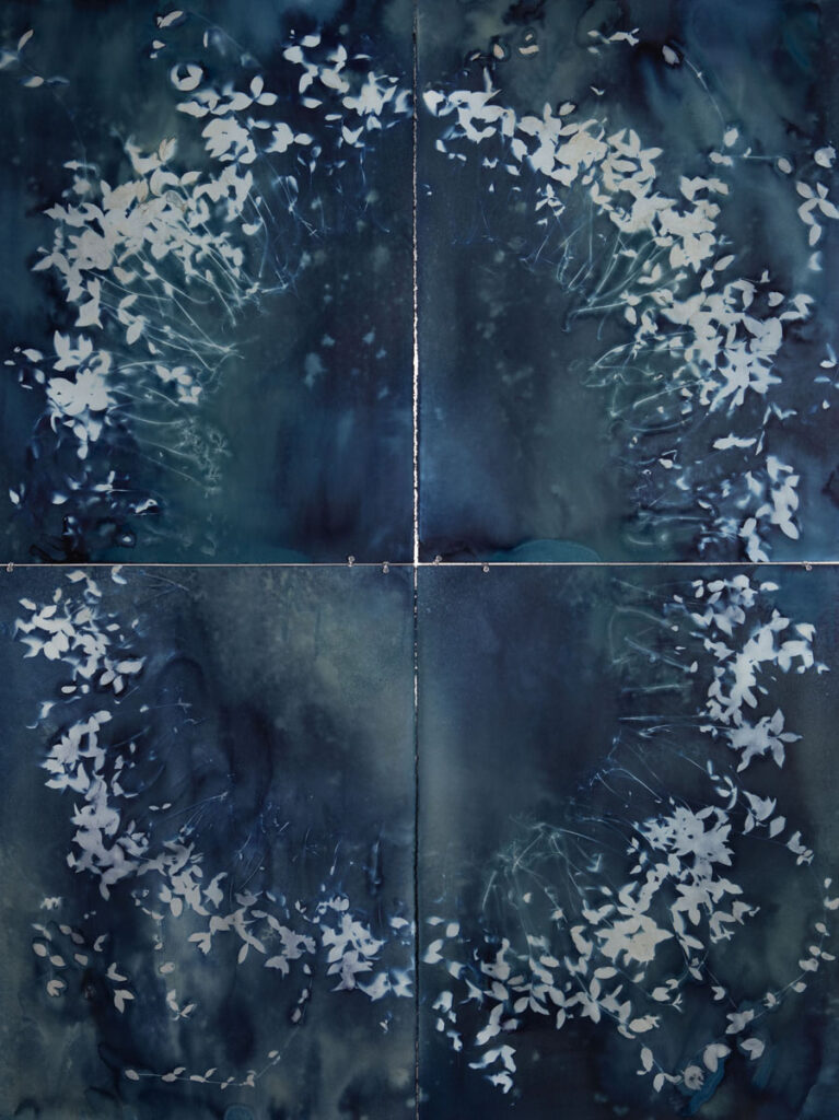 Christine Chin • <em>Invasive Species Cyanotype: Vinca Minor (Common Periwinkle, Creeping Myrtle)- Circle Facing Out</em> • Cyanotype photogram from original specimen • 44″× 60″ • $2,400.00<a class="purchase" href="https://state-of-the-art-gallery.square.site/product/christine-chin-invasive-species-cyanotype-vinca-minor-common-periwinkle-creeping-myrtle-circle-facing-out/3621" target="_blank">Buy</a>