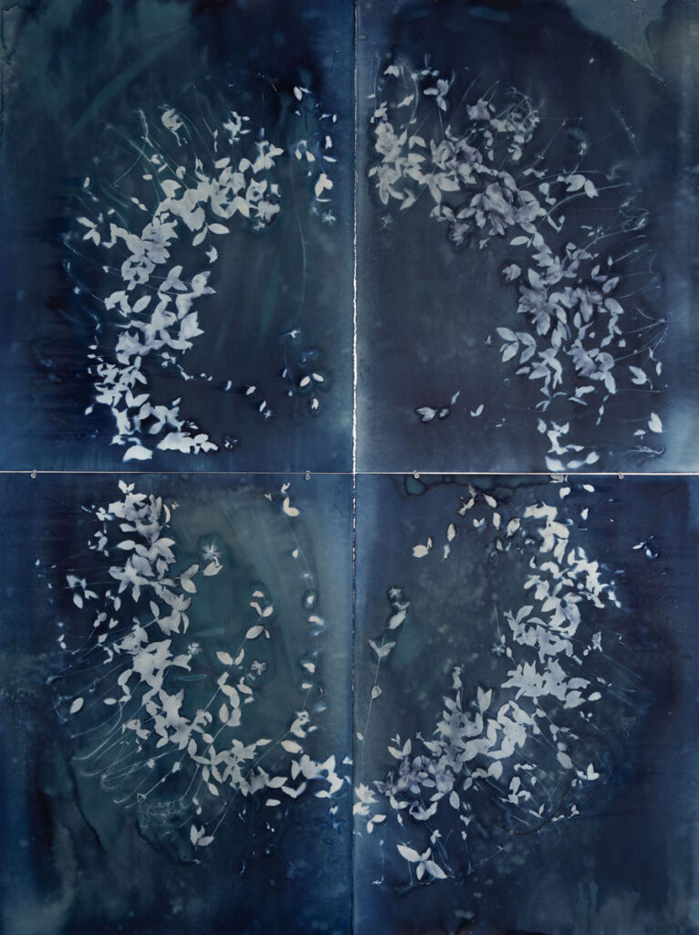 Christine Chin • <em>Invasive Species Cyanotype: Vinca Minor (Common Periwinkle, Creeping Myrtle)- Circle Facing In</em> • Cyanotype photogram from original specimen • 44″× 60″ • $2,400.00<a class="purchase" href="https://state-of-the-art-gallery.square.site/product/christine-chin-invasive-species-cyanotype-vinca-minor-common-periwinkle-creeping-myrtle-circle-facing-in/3625" target="_blank">Buy</a>