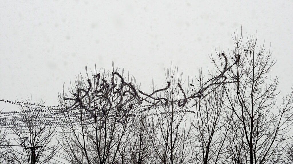 Keith Millman • <em>Starlings in Snowstorm</em> • Archival ink jet print • 18¾″× 10½″ • $250.00<a class="purchase" href="https://state-of-the-art-gallery.square.site/product/keith-millman-starlings-in-snowstorm/3591" target="_blank">Buy</a>