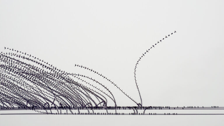 Starlings on Lines by Keith Millman