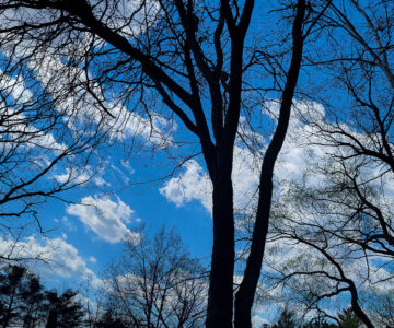 Nancy Ridenour • <em>Blue Skies</em> • Digital image on canvas • 24″× 20″ • $185.00