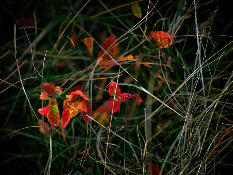 The Early Light by David Watkins Jr