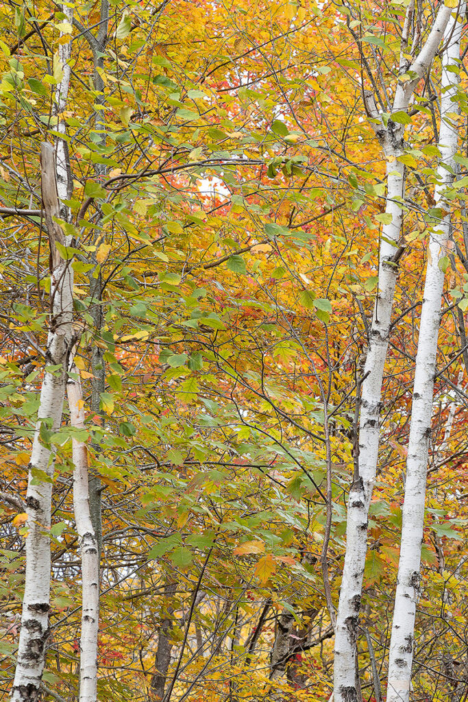 David Watkins Jr • <em>White Birch Trees 2 by 2</em> • Archival pigment on canvas • 20″× 30″ • $350.00<a class="purchase" href="https://state-of-the-art-gallery.square.site/product/david-watkins-jr-white-birch-trees-2-by-2/3612" target="_blank">Buy</a>