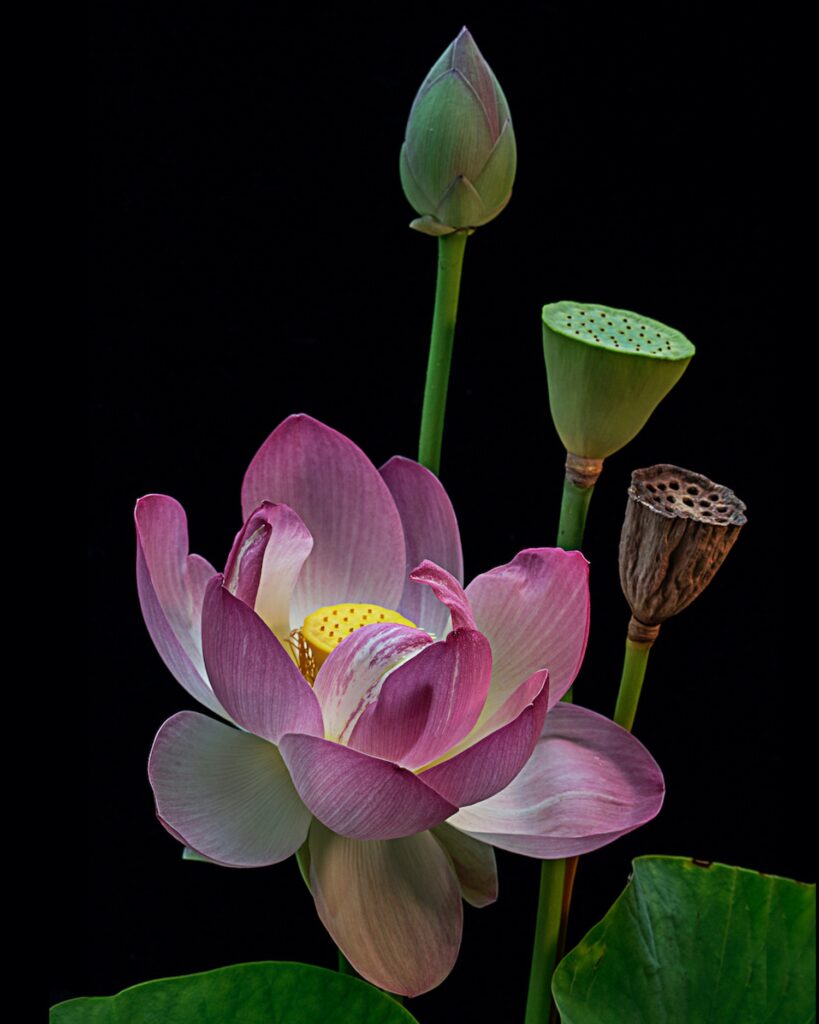 Bouquet on Black by Nancy Ridenour