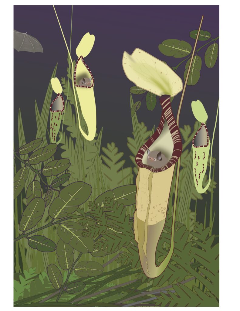 Nepenthes and Bat by Margy Nelson