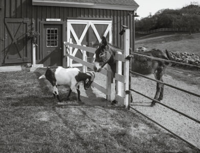 Susan C. Larkin • <em>Beacon Hollow Farm, Block Island, RI</em> • Archival digital print • 24″× 20″ • $300.00