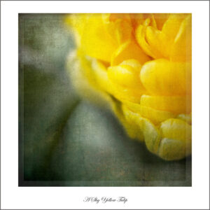 David Watkins, Jr • <em>A Shy Yellow Tulip</em> • NFS
