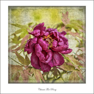 David Watkins, Jr • <em>Chinese Tree Peony</em> • NFS