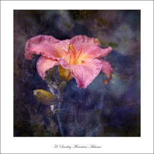 David Watkins, Jr • <em>H. Potosi and Hosta Flower</em> • NFS