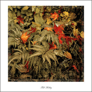 David Watkins, Jr • <em>Fall Medley</em> • NFS