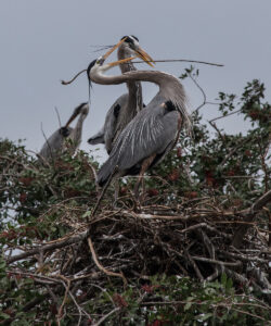 Nancy V. Ridenour • <em>Great Blue Herons Nesting</em> • Archival digital image • 24″× 28″ • $185.00