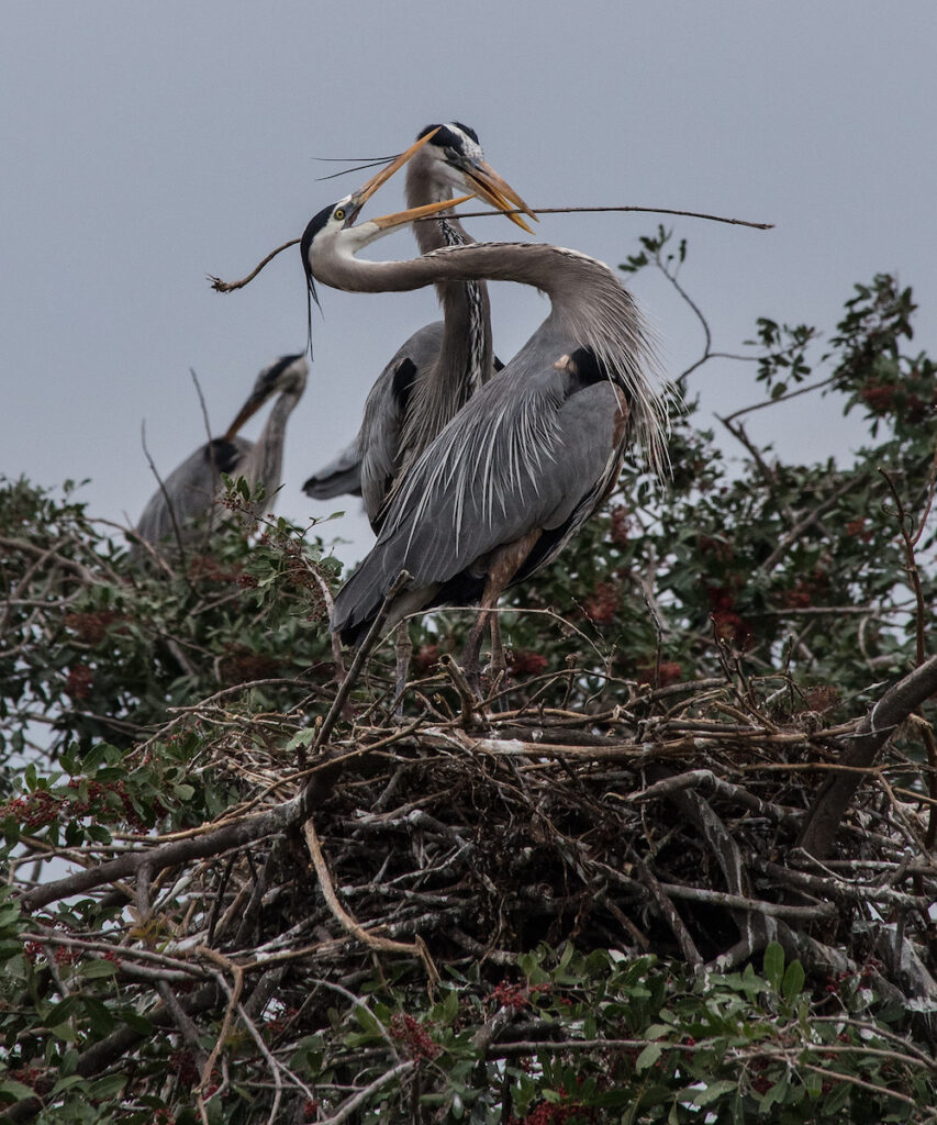 Nancy V. Ridenour • <em>Great Blue Herons Nesting</em> • Archival digital image • 24″× 28″ • $185.00
