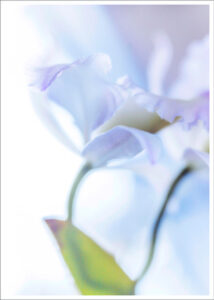 David Watkins • <em>Mom's Orchid No. 23</em> • NFS