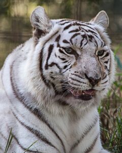 Nancy Ridenour • <em>White Tiger in Tampa cat rescue</em> • NFS