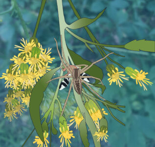 Margy Nelson • <em>Nursery Web Spider</em> • NFS