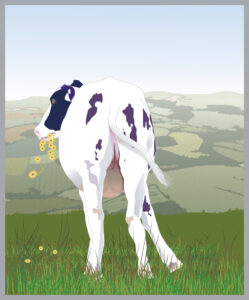 Margy Nelson • <em>Ruminating Cow</em> • NFS