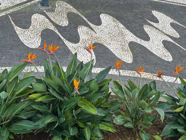 Birds of Paradise 1 by Kris Altucher
