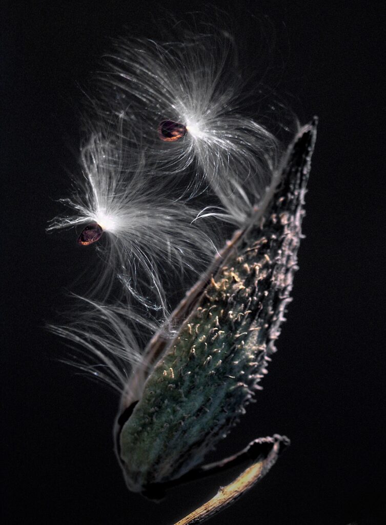 James Burlitch • <em>Departing Seeds</em> • Archival inkjet print • 10″× 14″ • $250.00
