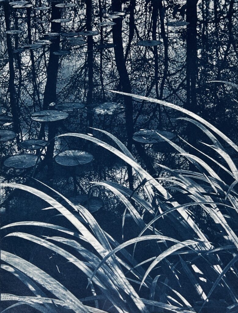 Kathleen Friedrich • <em>Hidden Pond</em> • Cyanotype on Arches watercolor paper • 16″× 20″ • $375.00
