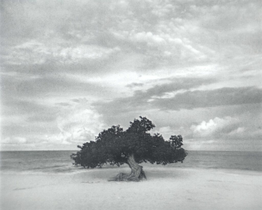 Mark Larsen • <em>Fofoti Tree</em> • Silver gelatin print • 20″× 16″ • $800.00