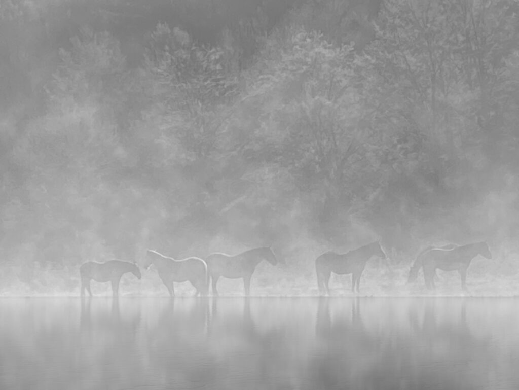 Teri Pelton • <em>Ghost Horses</em> • Photograph in wooden frame • 14″× 11″ • $150.00