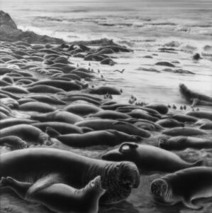 Frances L. Fawcett • <em>Elephant Seals</em> • Carbon dust on mylar film • 16″× 16″ • NFS