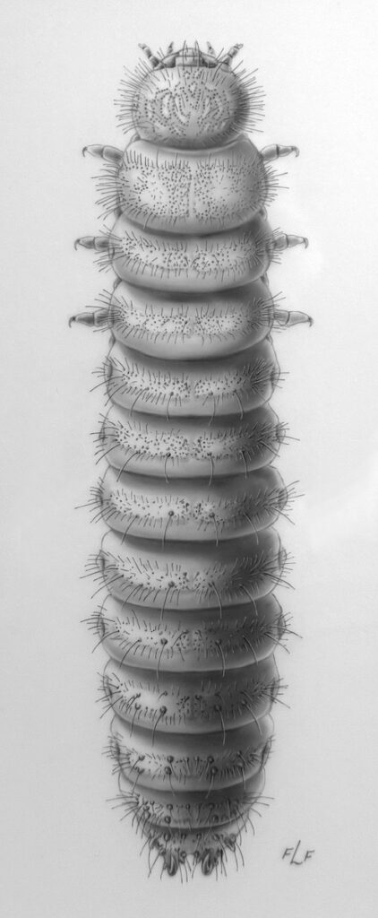 Frances L. Fawcett • <em>Erotylid larva #3</em> • Carbon dust on mylar film • 12″× 18″ • NFS