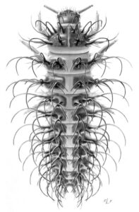 Frances L. Fawcett • <em>Erotylid larva #1</em> • Carbon dust on mylar film • 12″× 18″ • NFS