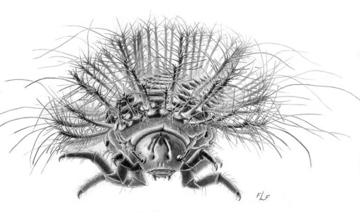 Frances L. Fawcett • <em>Erotylid Larva. Head on</em> • Colored pencil on coquille board • 34″× 24″ • NFS