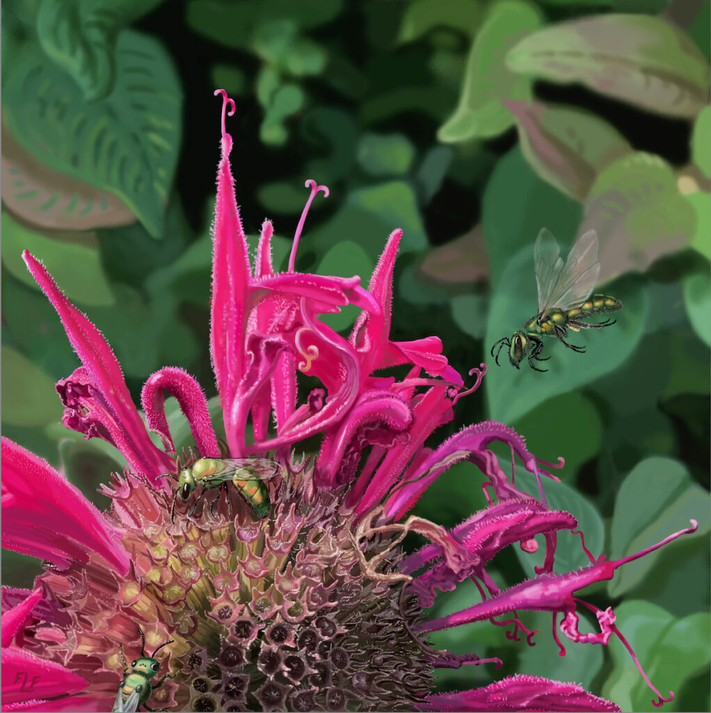 Frances L. Fawcett • <em>Augochlora pura on Bee Balm (Green Sweat Bees)</em> • Ultrachrome ink on canvas, #3 of an edition of 15 • 12″× 12″ • $265.00<a class="purchase" href="https://state-of-the-art-gallery.square.site/product/frances-l-fawcett-augochlora-pura-on-bee-balm-green-sweat-bees-/KJBZXQUWTLNUL2BWBBHKGD3I" target="_blank">Buy</a>