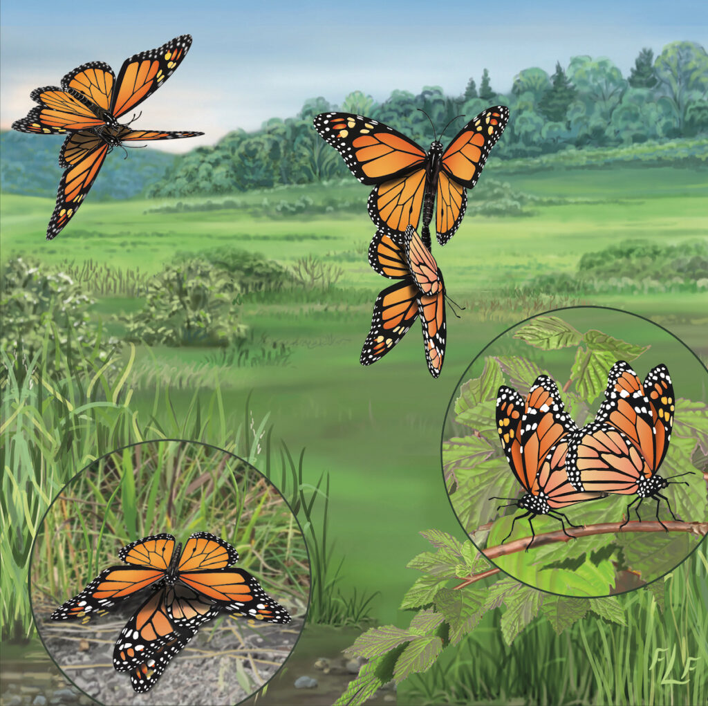 Frances L. Fawcett • <em>Monarch Mating Cycle</em> • Ultrachrome ink on canvas, #1 of an edition of 15 • 12″× 12″ • $265.00<a class="purchase" href="https://state-of-the-art-gallery.square.site/product/frances-l-fawcett-monarch-mating-cycle/3WVRXT7KIPXJOVMWBKIVBABV" target="_blank">Buy</a>