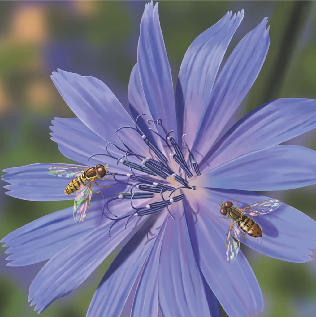 Frances L. Fawcett • <em>Taxomerus marginatus on Chicory (Hover Flies)</em> • Ultrachrome ink on canvas, #2 of an edition of 15 • 12″× 12″ • $265.00<a class="purchase" href="https://state-of-the-art-gallery.square.site/product/frances-l-fawcett-taxomerus-marginatus-on-chicory-hover-flies-/BTXHSRNYL6T3ZPPVBIC4HI5Q" target="_blank">Buy</a>