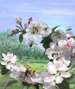 Frances L. Fawcett • <em>Wild Pollinators of Eastern Apple Orchards</em> • Ultrachrome ink on canvas, #1 of an edition of 15 • 16″× 20″ • $375.00<a class="purchase" href="https://state-of-the-art-gallery.square.site/product/frances-l-fawcett-wild-pollinators-of-eastern-apple-orchards/SZELHQGRBXPRSFKL2W4XSNOS" target="_blank">Buy</a>