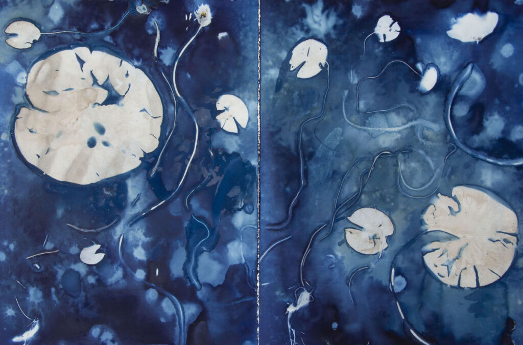 Christine Chin • <em>White Water Lily (Nymphaea odorata) #3</em> • Cyanotype photogram, two panel print on metal • 36″× 24″ • $440.00