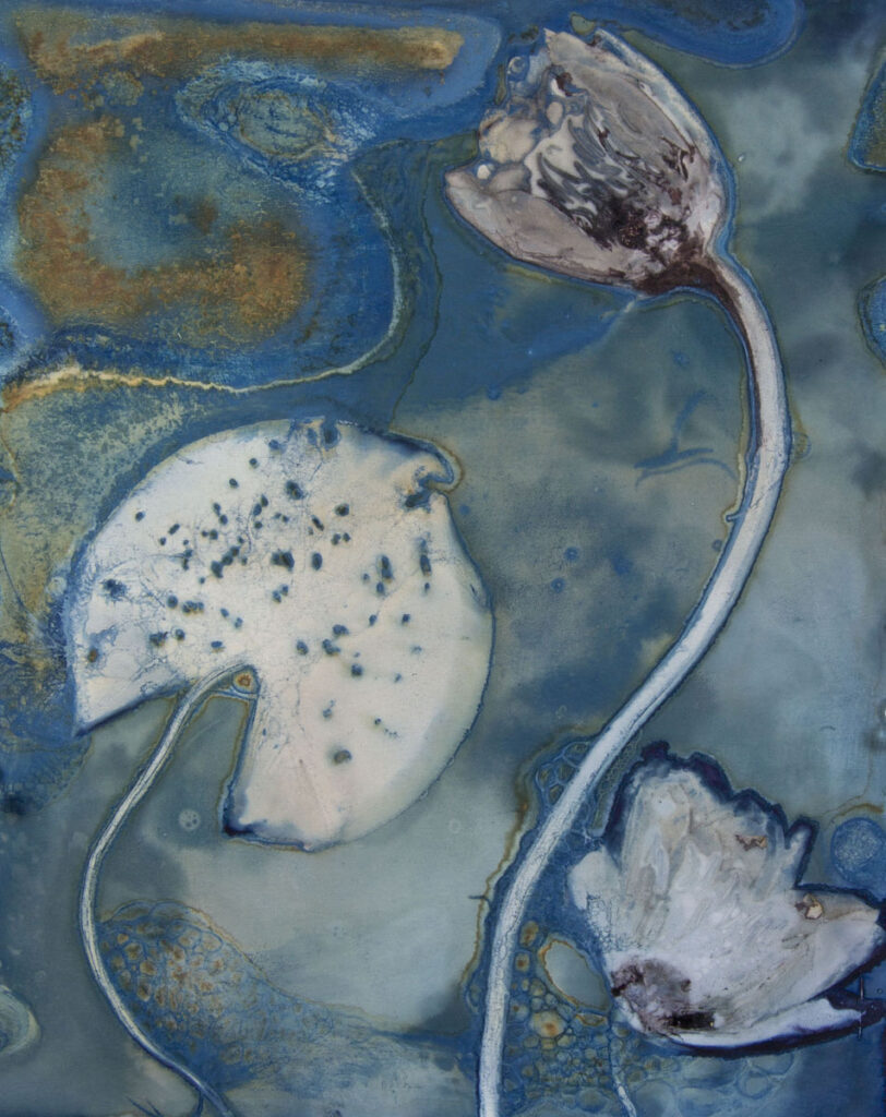 Christine Chin • <em>White Water Lily (Nymphaea odorata) #4</em> • Cyanotype photogram, print on metal • 18″× 24″ • $220.00