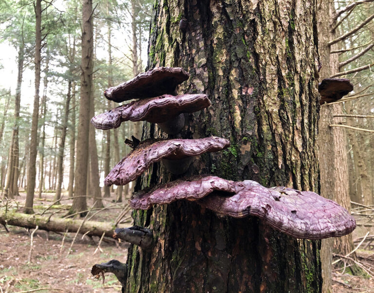 Shelf Mushrooms by Eva M. Capobianco
