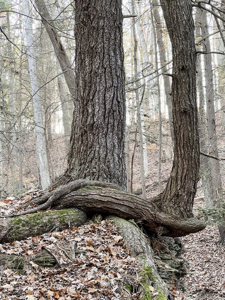 Eva M. Capobianco • <em>Trees and Roots, Sweedler Nature Preserve, Finger Lakes Land Trust</em> • Digital print • 12″× 15″ • $125.00