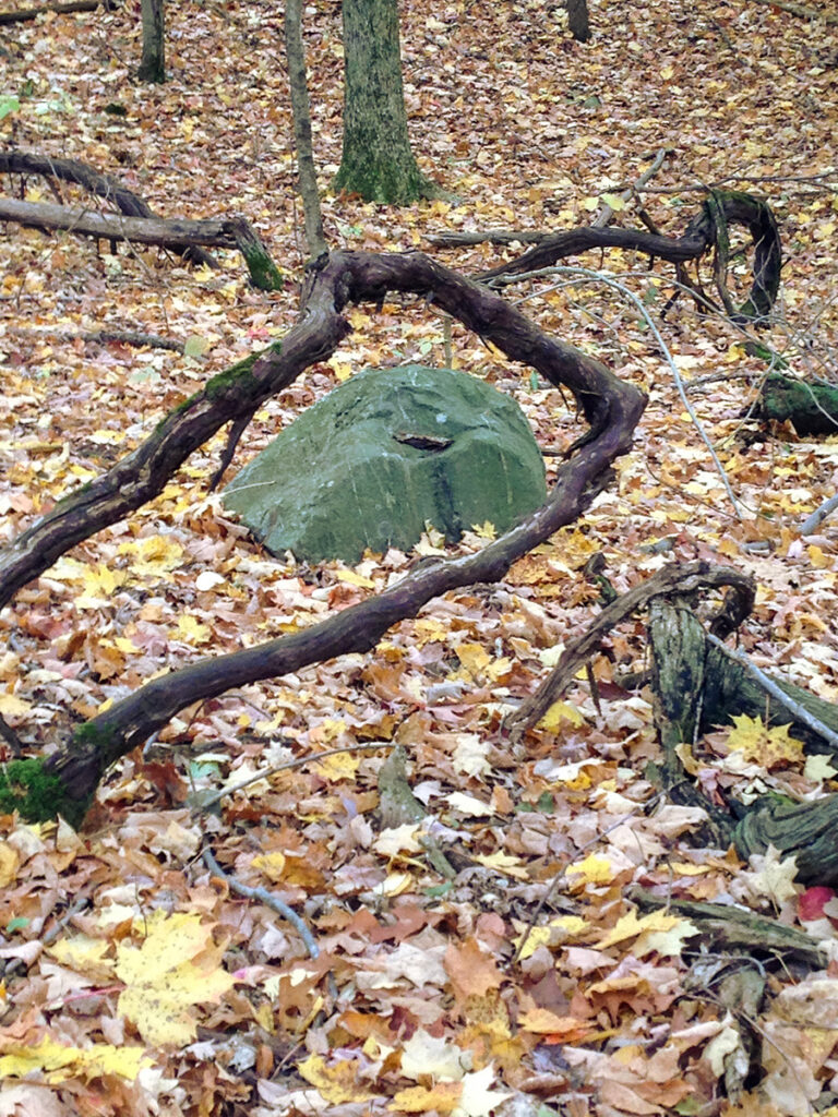 Eva M. Capobianco • <em>Vine and Rocks, Stevenson Forest Preserve, Finger Lakes Land Trust</em> • Digital print • 12″× 15″ • $125.00