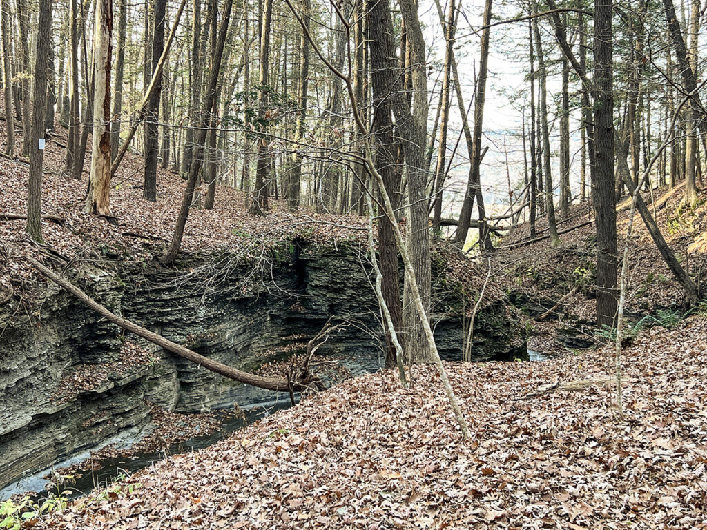Eva M. Capobianco • <em>Gorge, Sweedler Nature Preserve, Finger Lakes Land Trust</em> • Digital print • 15″× 12″ • $125.00