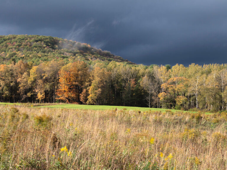 Goetchius Preserve in Caroline by Susan C. Larkin
