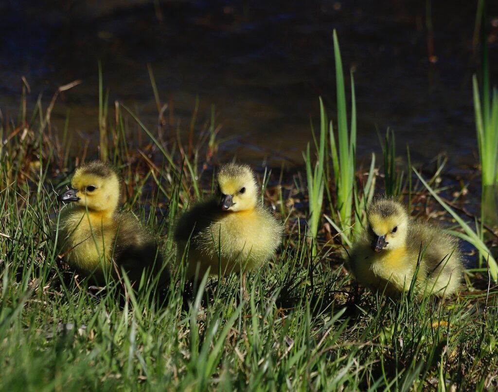 Nancy Ridenour • <em>Goose Chicks at the Pond</em> • Digital image on canvas • 14″× 11″ • $70.00