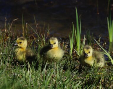 Nancy Ridenour • <em>Goose Chicks at the Pond</em> • Digital image on canvas • 14″× 11″ • $70.00
