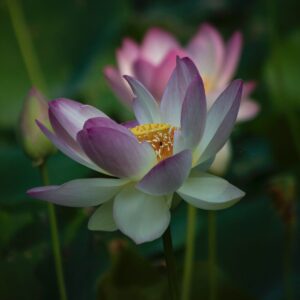 Nancy Ridenour • <em>Lotus</em> • Digital image on canvas • 12″× 12″ • $85.00