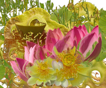 Lotus Montage by Nancy Ridenour