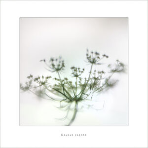 David Watkins Jr&nbsp;• <em>Daucus Carota</em>&nbsp;• Archival pigment print&nbsp;• 18″×&nbsp;18″&nbsp;• $185.00<a class="purchase" href="https://state-of-the-art-gallery.square.site/product/david-watkins-jr-daucus-carota/TQ4TNLHQDK4CFB7R2OISFQNI" target="_blank">Buy</a>